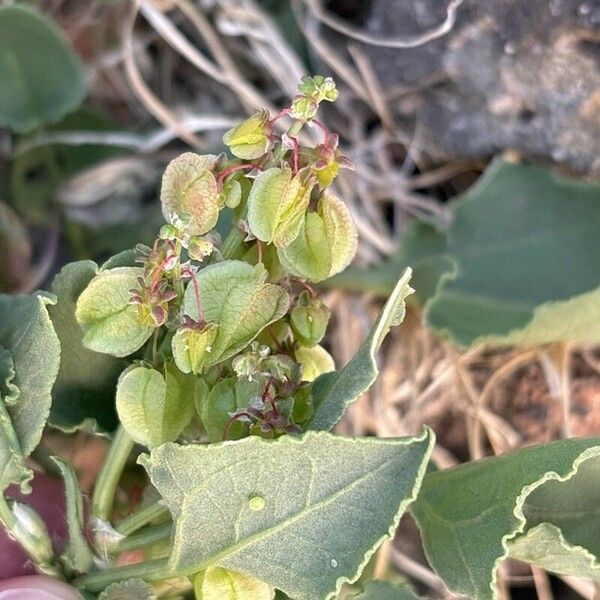 Rumex vesicarius Plod