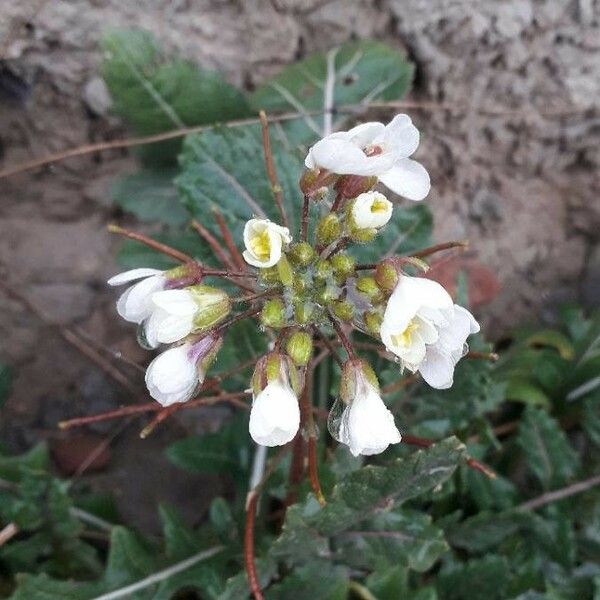 Diplotaxis erucoides Fiore