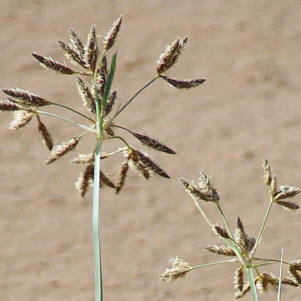 Bolboschoenus glaucus Plod