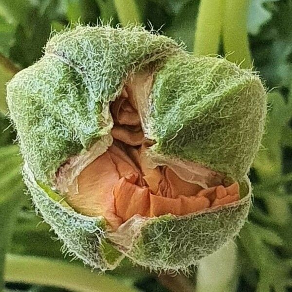 Ranunculus asiaticus Blomst