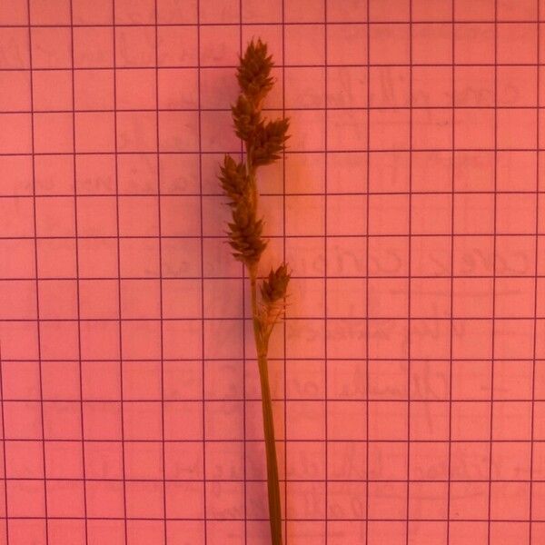 Carex canescens Flower