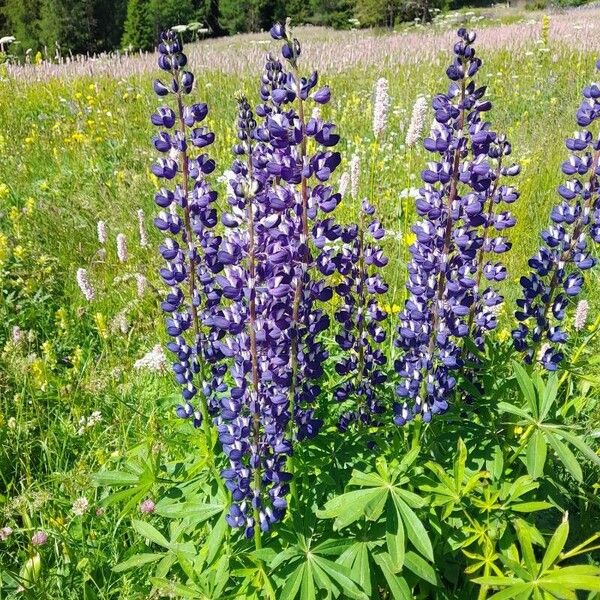 Lupinus polyphyllus Кветка