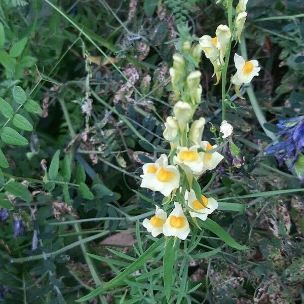 Linaria vulgaris Flor