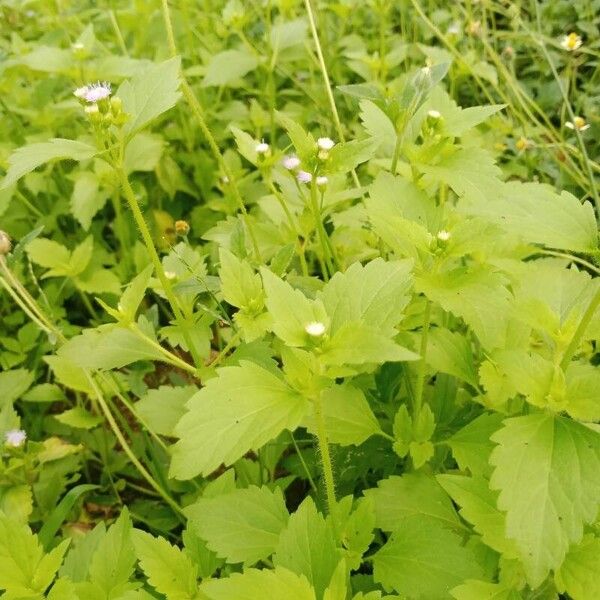 Ageratum conyzoides Liść