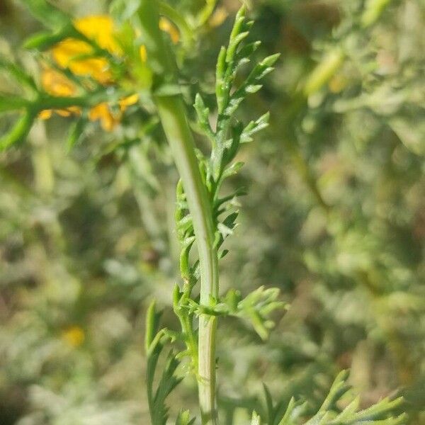 Glebionis coronaria برگ