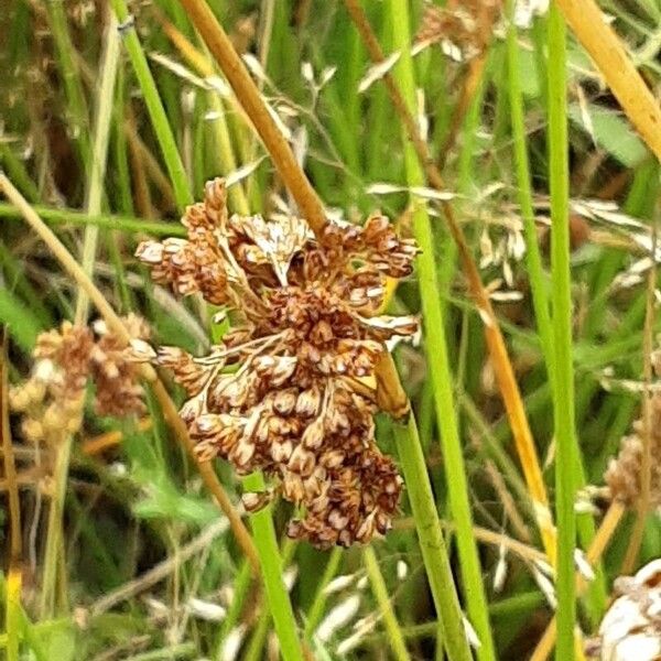 Juncus effusus Frutto