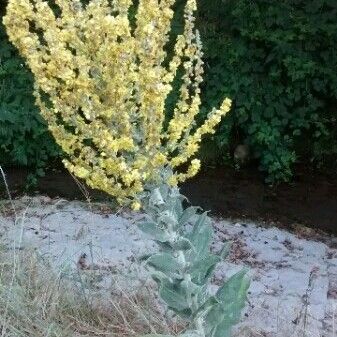 Verbascum pulverulentum Агульны выгляд