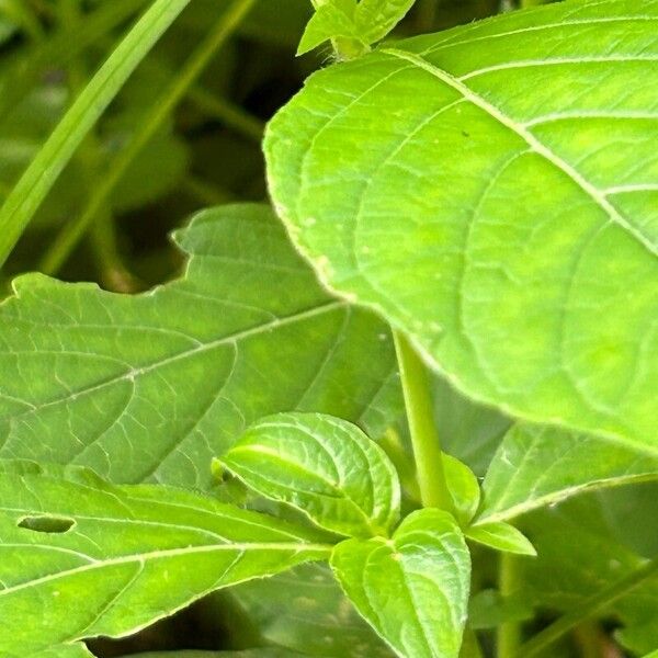 Ruellia strepens Blad