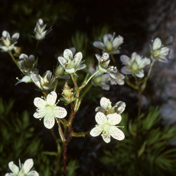 Saxifraga bronchialis Flower