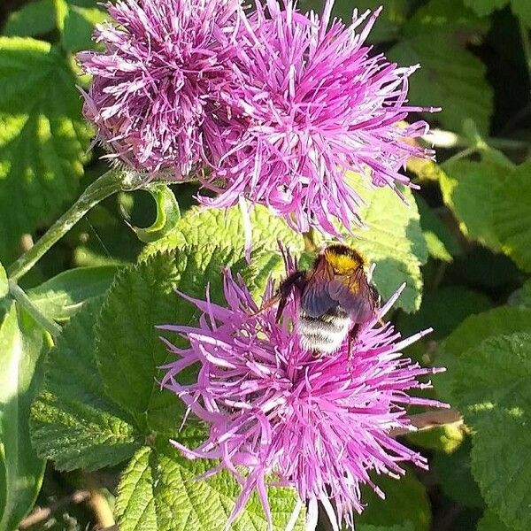 Centaurea scabiosa Cvet