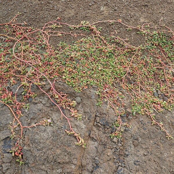 Sesuvium portulacastrum Habit