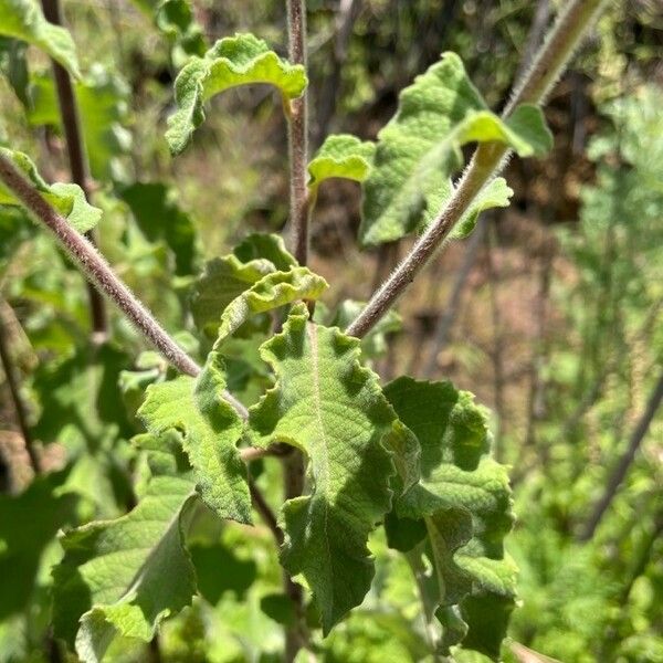 Baccharoides lasiopus Frunză