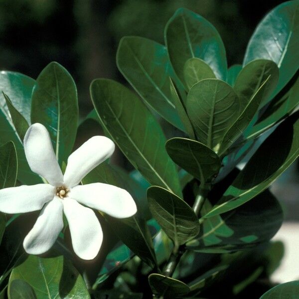 Gardenia taitensis ᱵᱟᱦᱟ