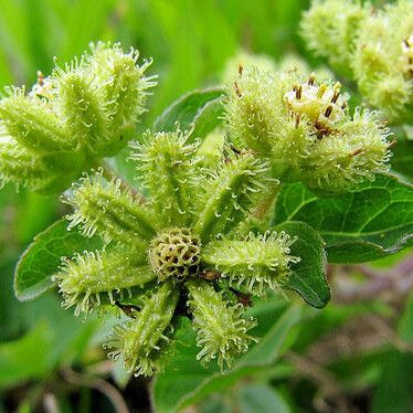 Acanthospermum australe Frucht