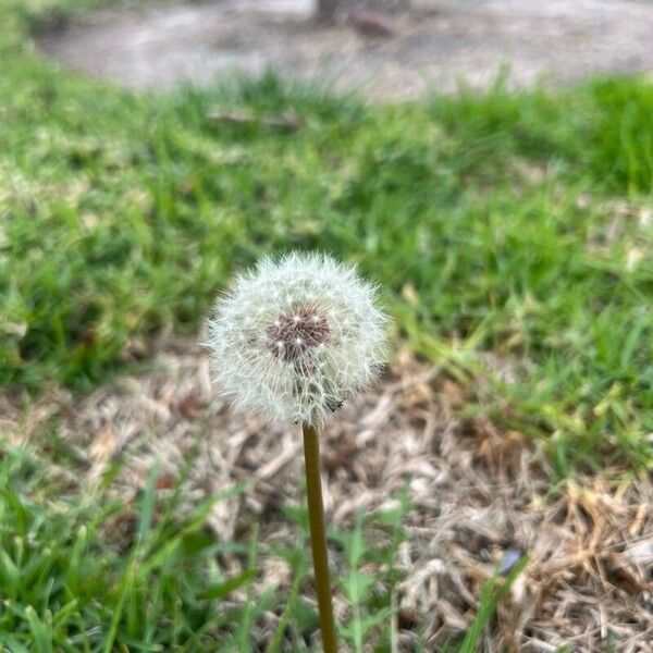 Taraxacum erythrospermum Flower