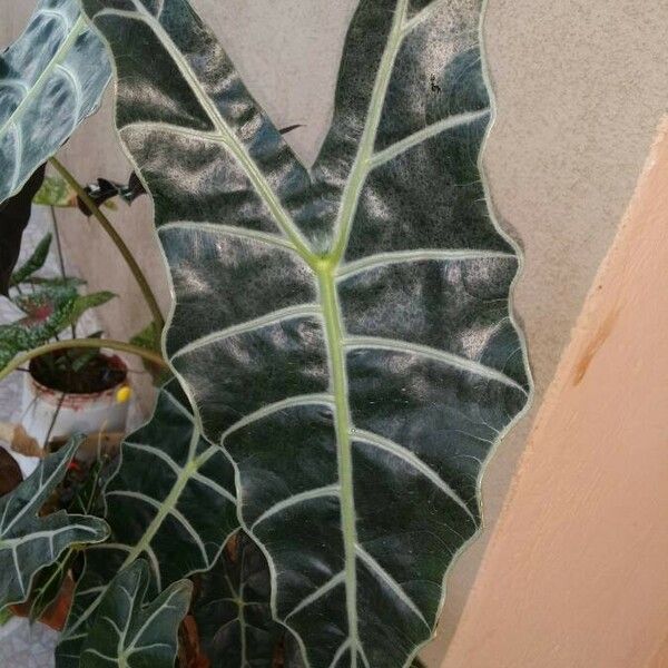 Alocasia longiloba Leaf