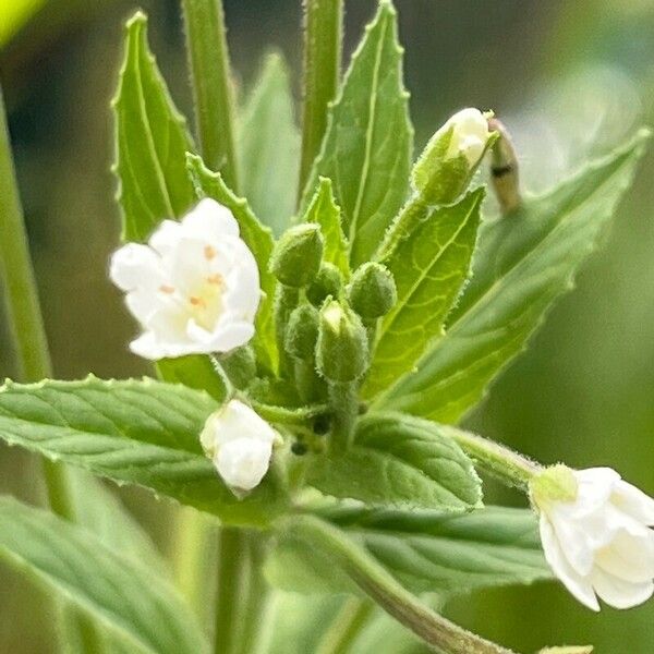 Epilobium roseum Flower