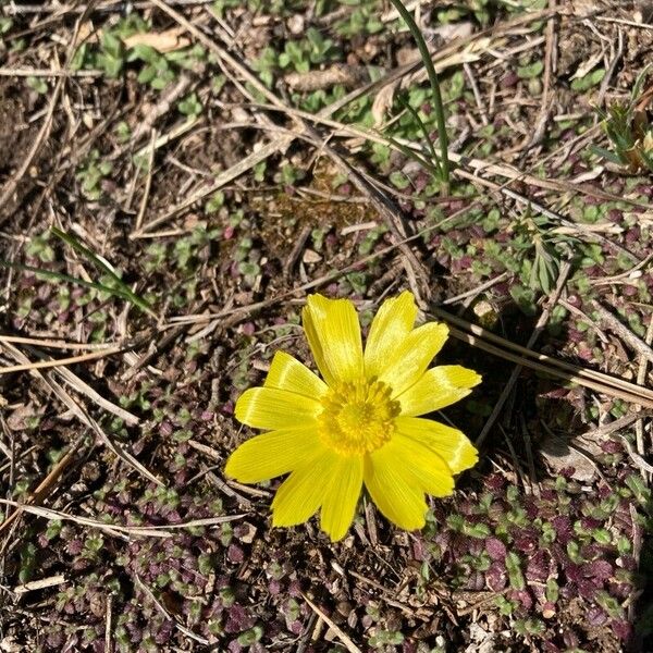 Adonis vernalis Flower