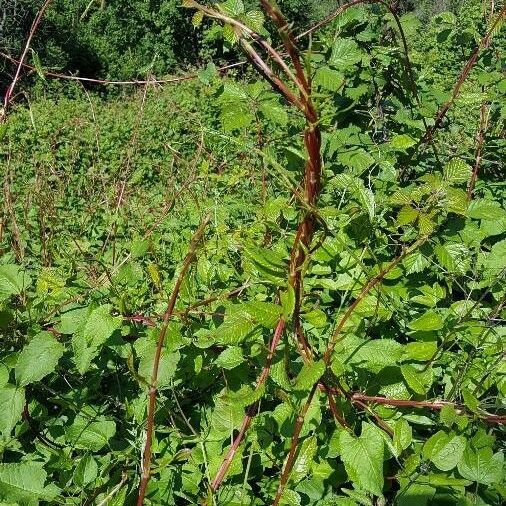 Fallopia scandens Листок