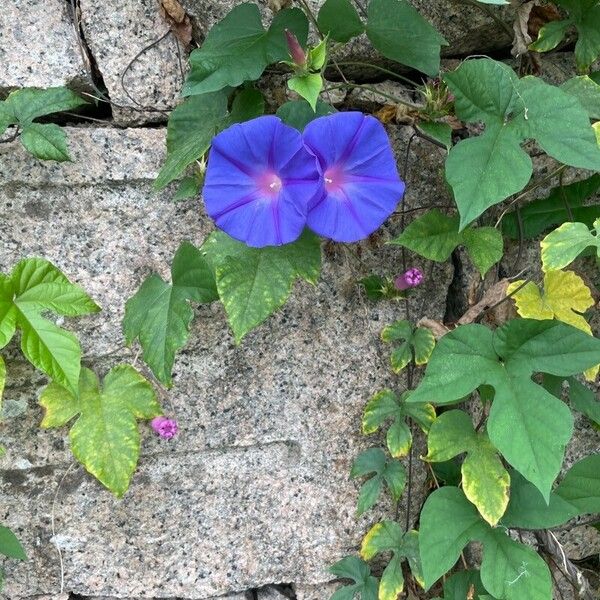 Ipomoea indica Кветка