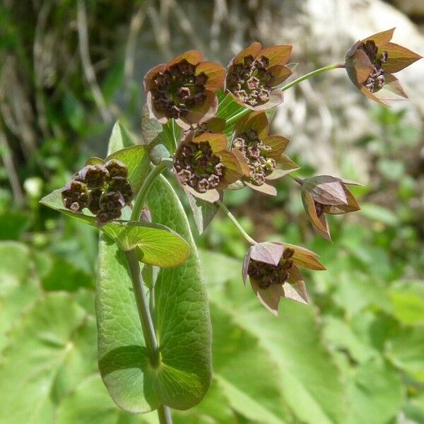 Bupleurum longifolium Leaf