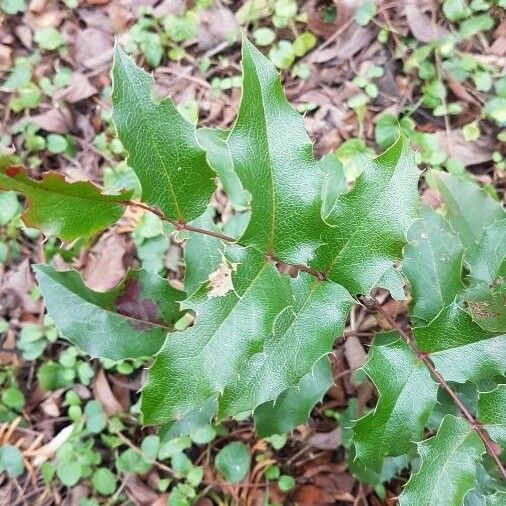 Berberis aquifolium পাতা