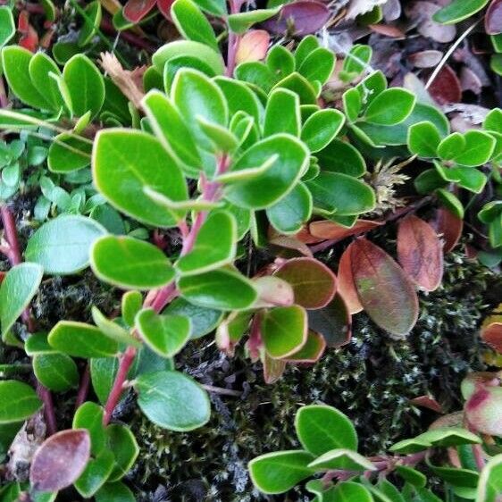 Arctostaphylos uva-ursi Leaf