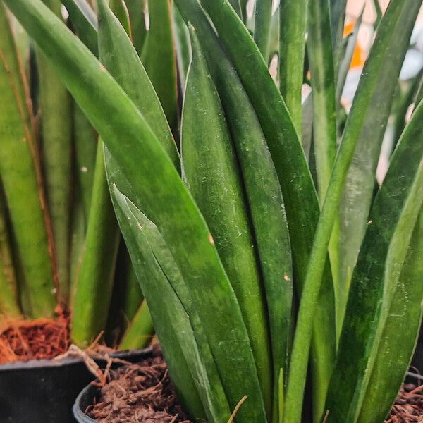 Dracaena stuckyi Yaprak