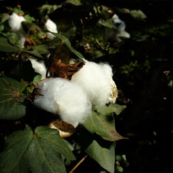 Gossypium barbadense Muu