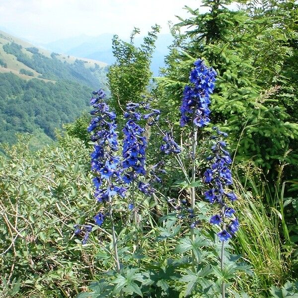 Delphinium elatum Fiore