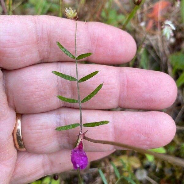 Vicia peregrina Hoja