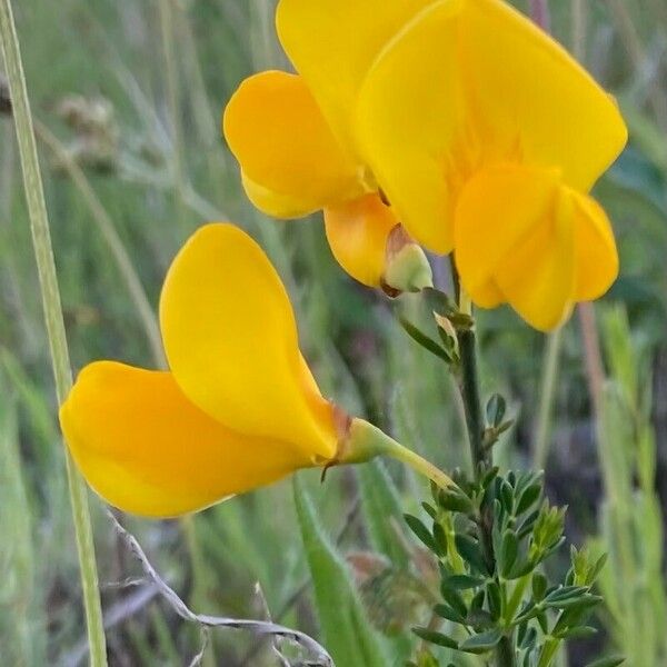 Cytisus scoparius Цветок