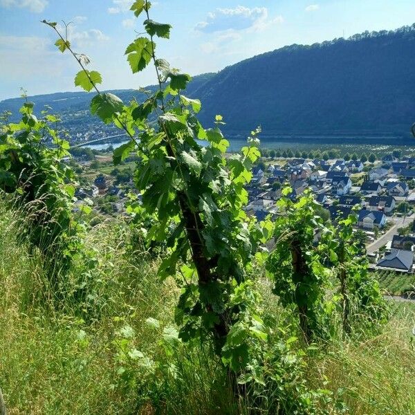 Vitis vinifera Агульны выгляд