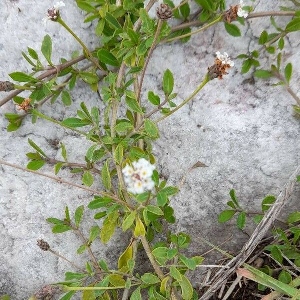 Phyla nodiflora Агульны выгляд