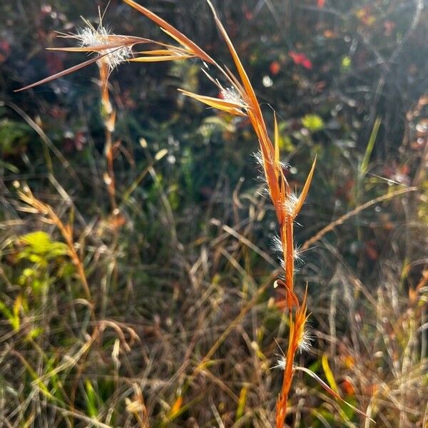 Andropogon gyrans 叶