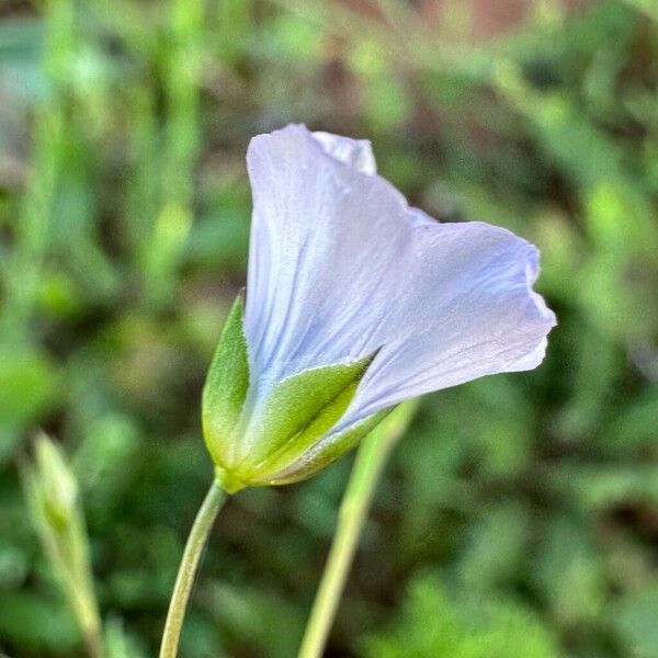 Linum bienne Blomma