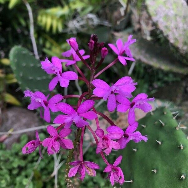 Epidendrum secundum Fleur