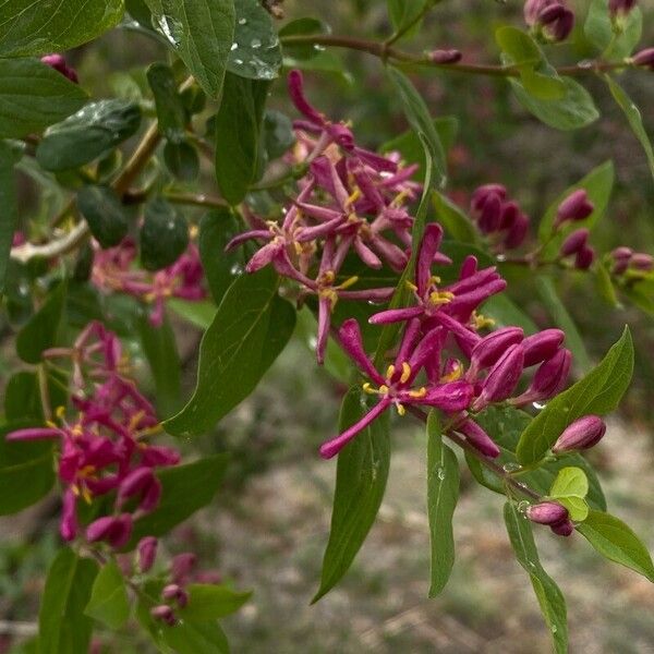 Lonicera tatarica Цвят