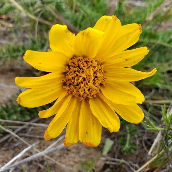 Balsamorhiza hookeri Žiedas