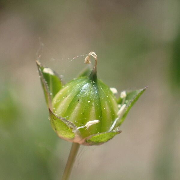 Linum bienne Fruit