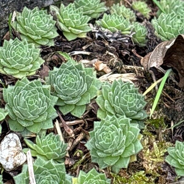 Sempervivum grandiflorum Fuelha