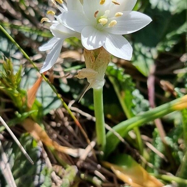 Ornithogalum broteroi Flower