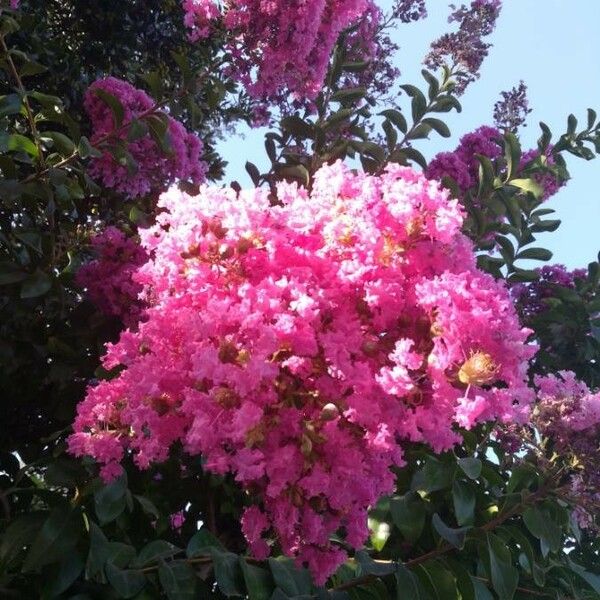 Lagerstroemia indica Flower