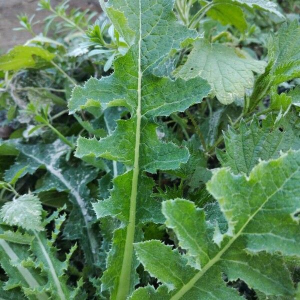 Sonchus asper ഇല