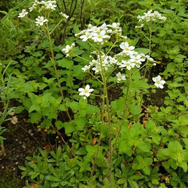 Saxifraga hostii Habitat