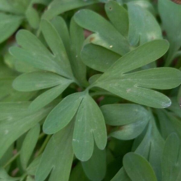 Corydalis solida Листок