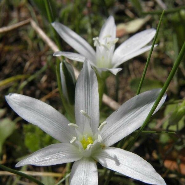 Ornithogalum orthophyllum Blomst