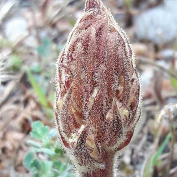 Orobanche artemisiae-campestris Кветка