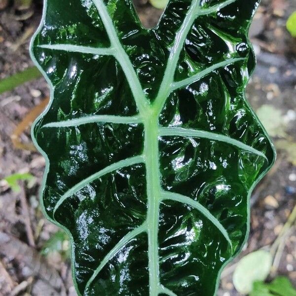 Alocasia longiloba Leaf