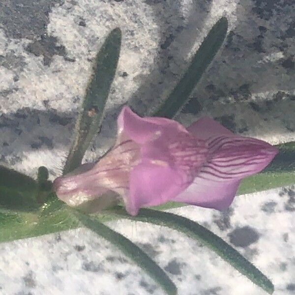 Misopates orontium Flower